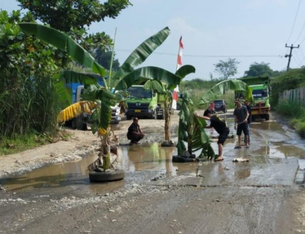 Aksi Protes Perbaikan Jalan, Warga Gunungsindur Tanam Pohon Pisang