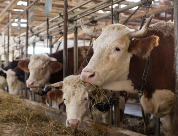 Populasi Sapi Potong Tidak Banyak, DKPP Jabar Bilang Begini