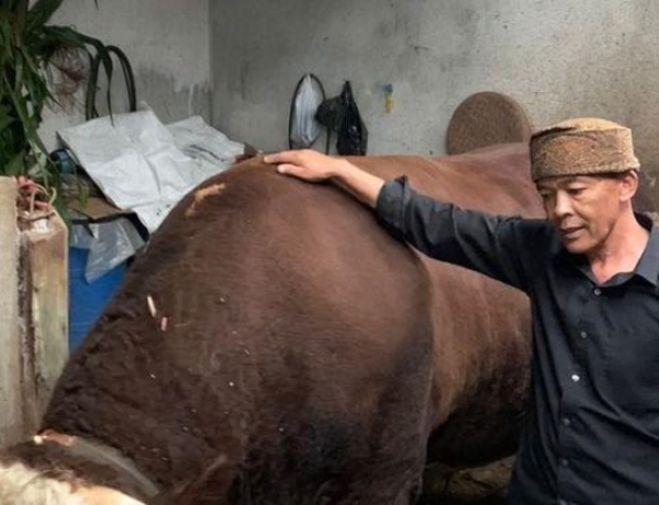 Slamet, Sapi Simmental Pilihan Jokowi untuk Kurban di Surabaya