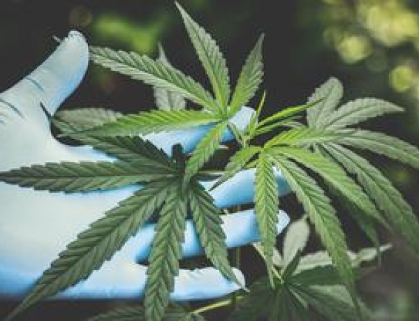 MK Tolak Permohonan Ganja Medis untuk Kesehatan