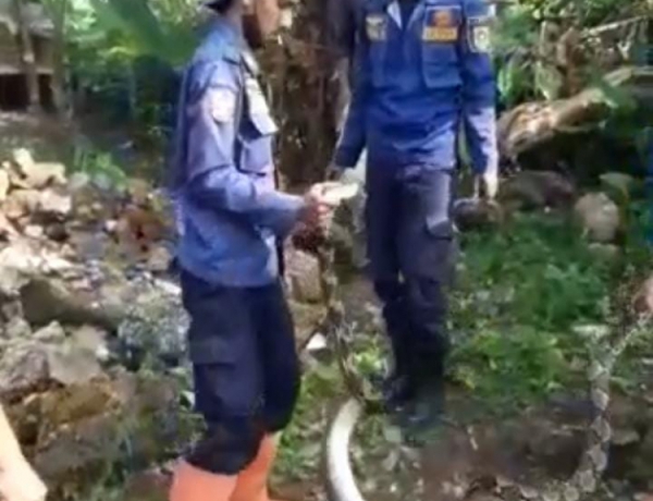 Ular Sanca Kembang Panjang 6 Meter Ditemukan di Pemukiman Warga Desa Dayeuh
