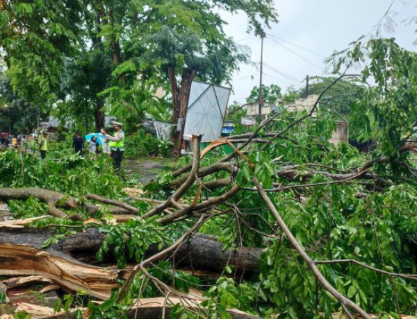 Hujan Deras, Pohon Beringin Timpa 6 Sepeda Motor