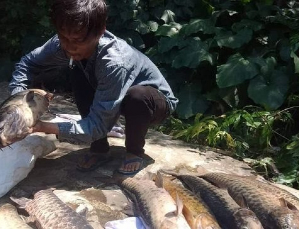 Puluhan Ikan Dewa Mati Mendadak, Bangkainya Dikubur Pakai Kain Kafan