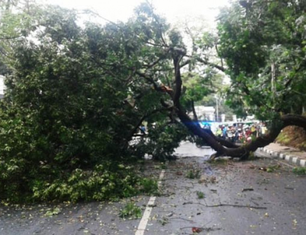 Cegah Pohon Tumbang, Disperumkim Kota Bogor Terus Lakukan Pemeliharaan Pohon