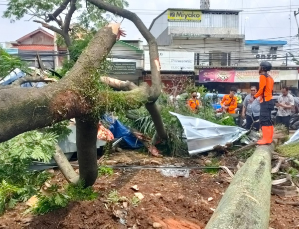 Pohon Tumbang Timpa Mobil dan Empat Motor Warga, Ada Kelalaian Pekerjaan Proyek?