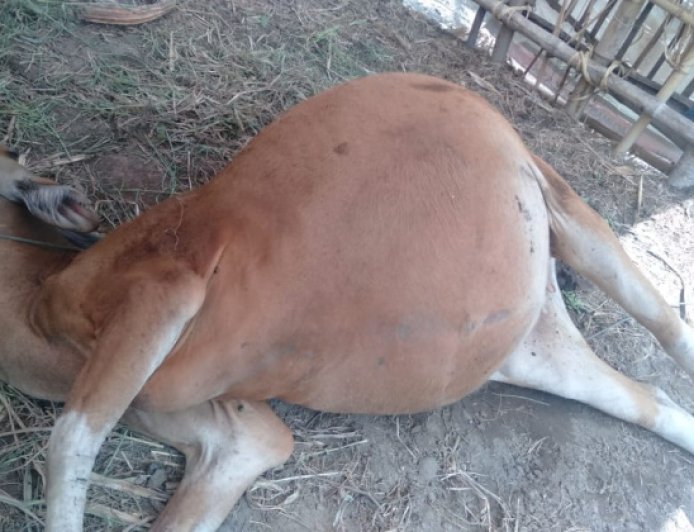 Sapi Bunting Milik Warga Probolinggo Mati Dibunuh