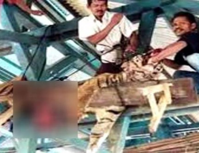Kejam, 2 Harimau Dibantai dan Dikuliti Pemburu di Riau