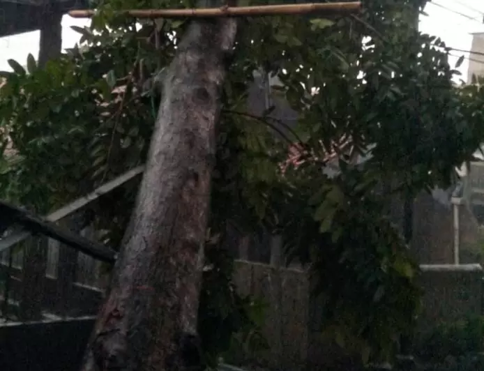 Pohon Mahoni di Ranggamekar Tumbang, Timpa Kabel Listrik