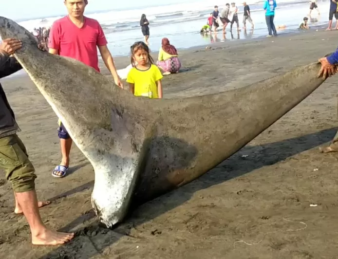 Ikan Paus Tutul Terdampar di Pesisir Pantai Cianjur Selatan Warga Berburu Dagingnya