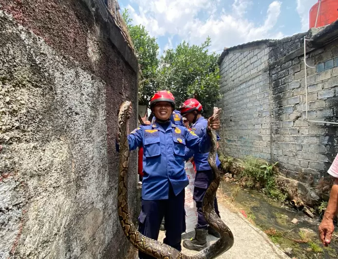 Ngumpet Dalam Paralon, Ular Sanca 2,5 Meter Dievakuasi Damkar di Cibinong