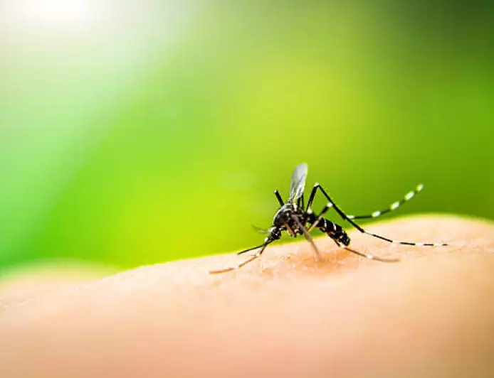 Tak Hanya Indonesia, Singapura Bakal Lepas Nyamuk Wolbachia Untuk Perangi DBD