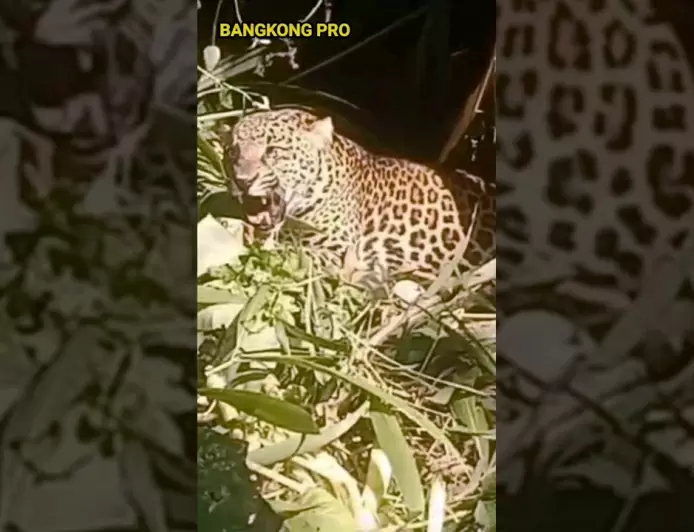 Sempat Terjerat Jebakan Babi, BBKSDA Ungkap Kondisi Macan Tutul di Sukabumi Sehat dan Siap Dilepas
