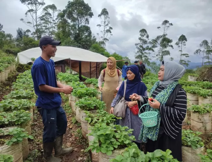 Dosen FISIP Unida Gali Potensi dan Masalah di Kelompok Tani Stawberry Ciwidey Bandung