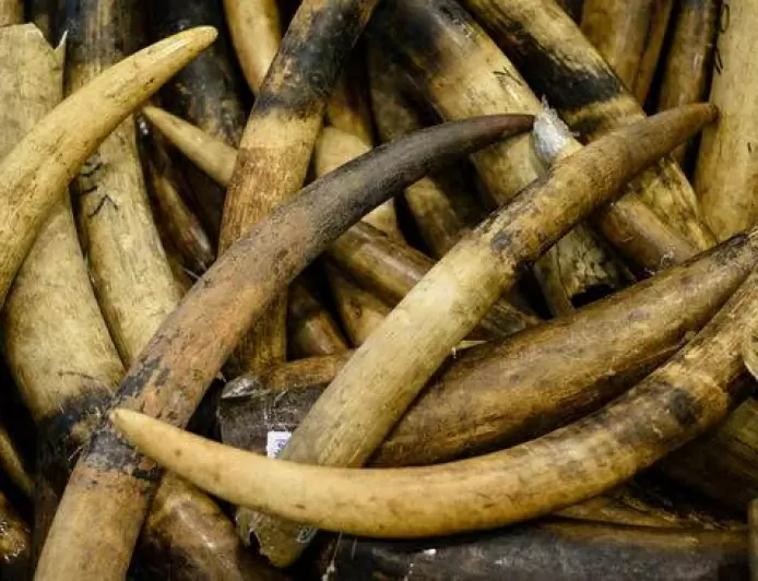 Komitmen Jaga Konservasi Alam, Polda Aceh Amankan Dua Pembawa Gading Gajah di Pidie