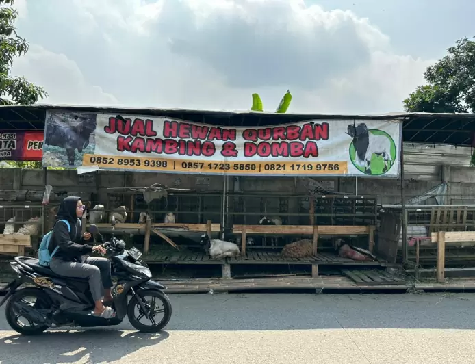 Pastikan Hewan Kurban Sehat dan Berkualitas, Pemkab Bogor Lakukan Pemeriksaan Kesehatan di Lapak Penjualan