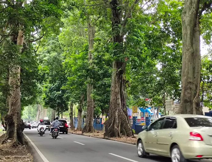 Disperumkim Kota Bogor Siapkan Langkah Antisipasi Pohon Tumbang, Imbau Warga Hindari Jalan Rawan