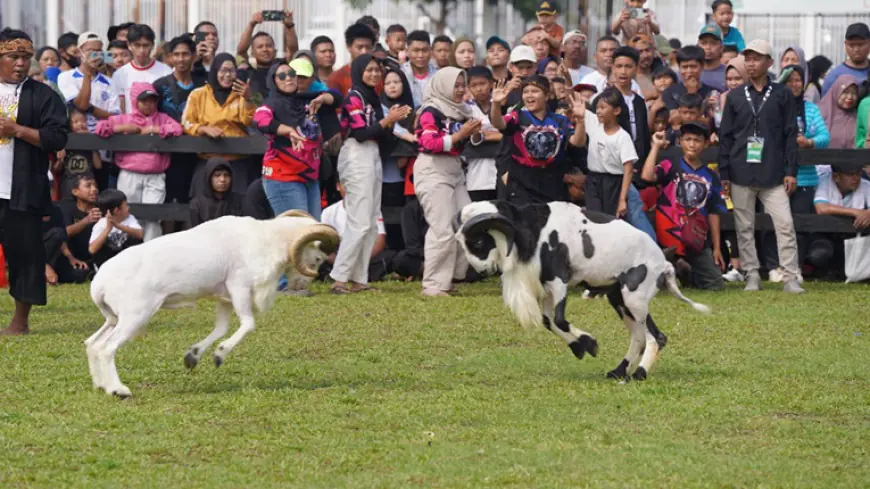 Festival Domba Tahunan 2.webp
